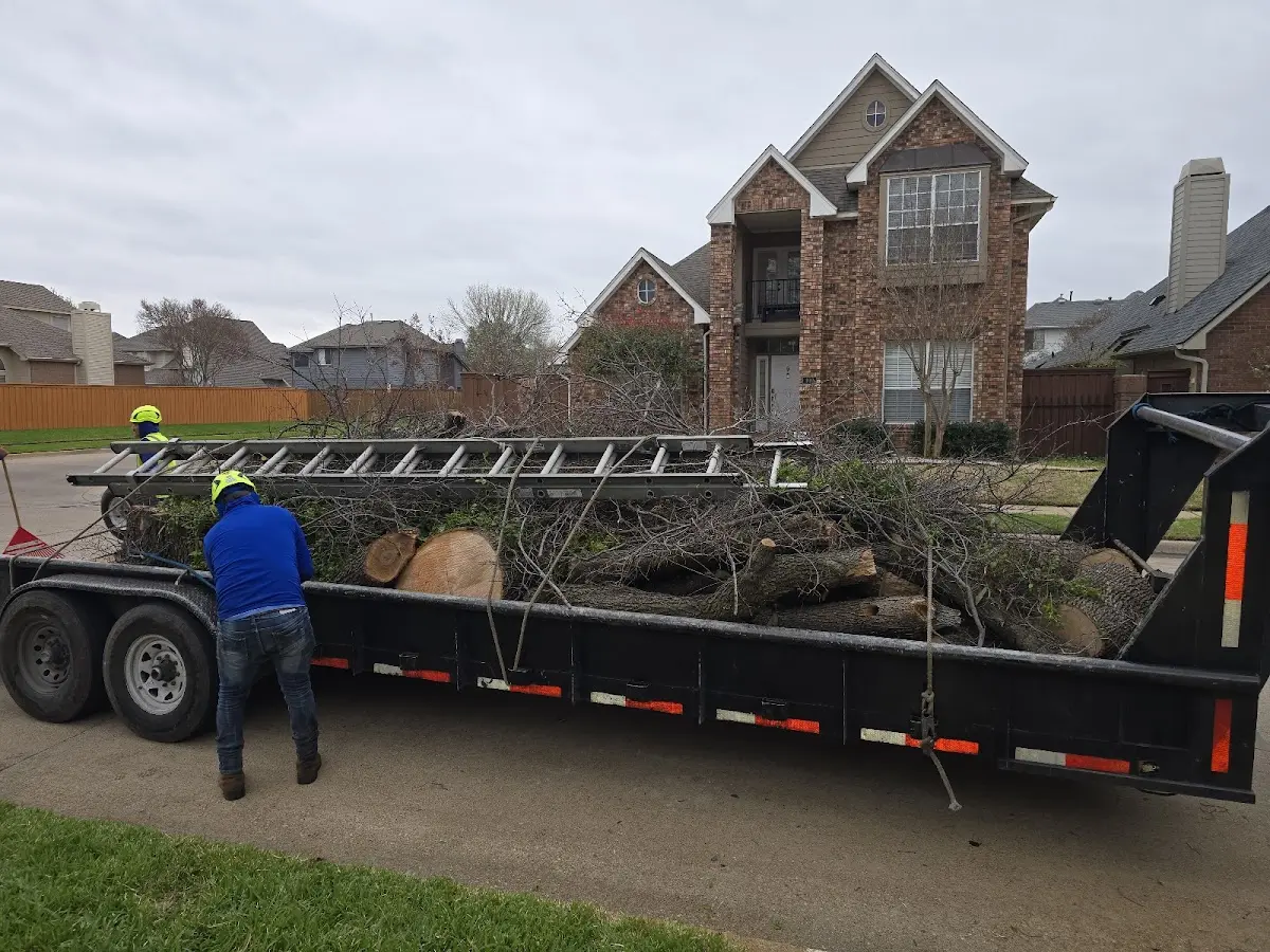 Expert Tree Removal with proper safety equipment in Corunna